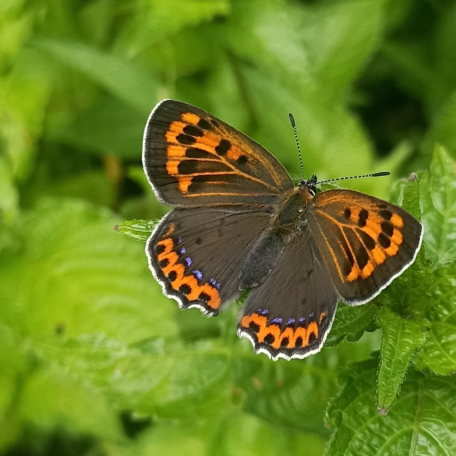 White-Bordered Copper