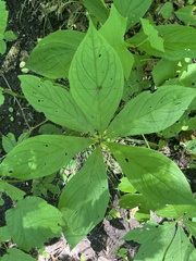 author not stated, no rights reserved Brachybotrys paridiformis, photograph author not stated, no rights reserved