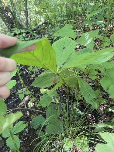 Brachybotrys paridiformis, photograph 5