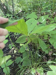 author not stated, no rights reserved Brachybotrys paridiformis, photograph author not stated, no rights reserved
