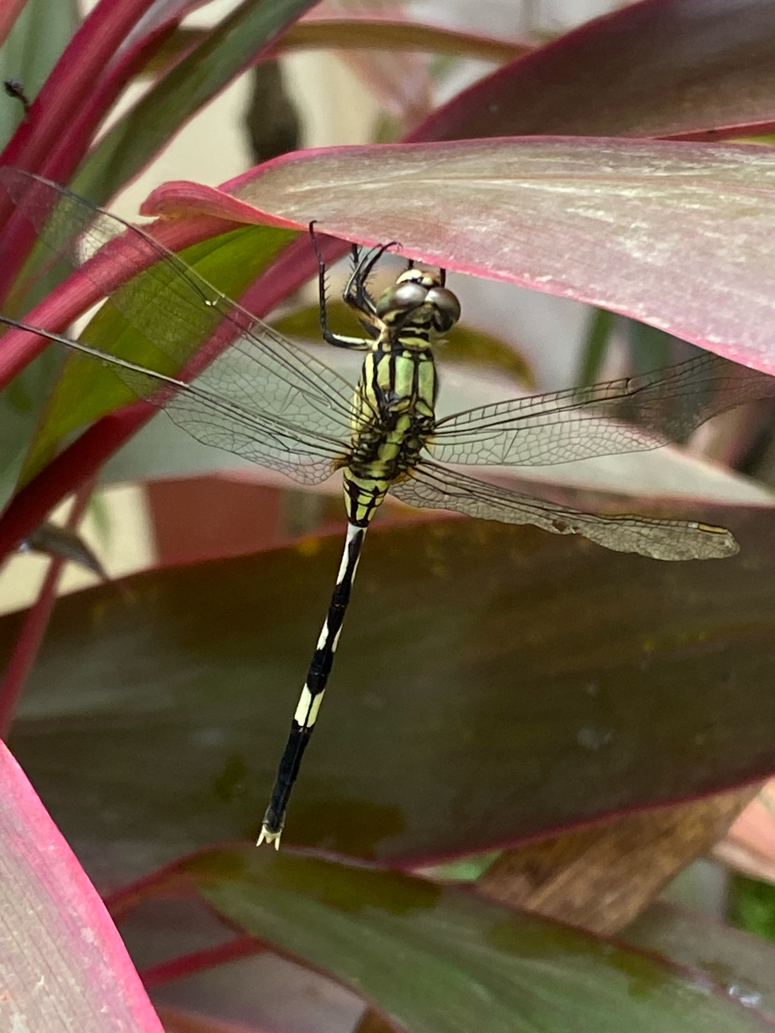 Slender Skimmer