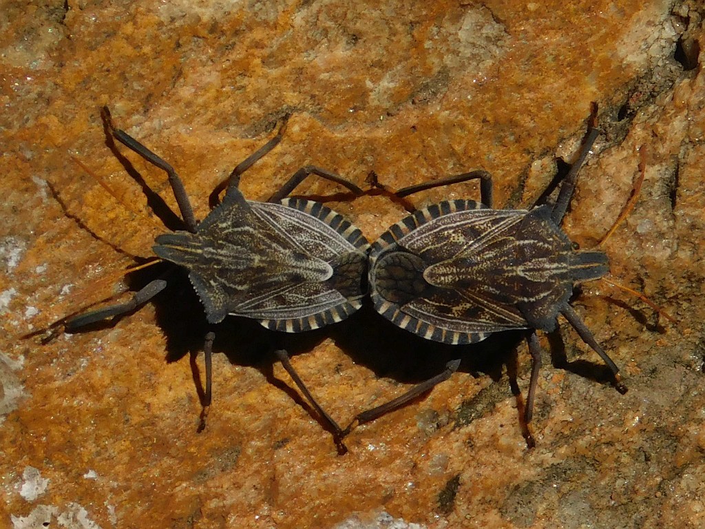 Orthoschizops
