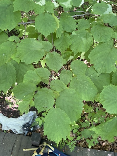 Corylus sieboldiana, photograph 5