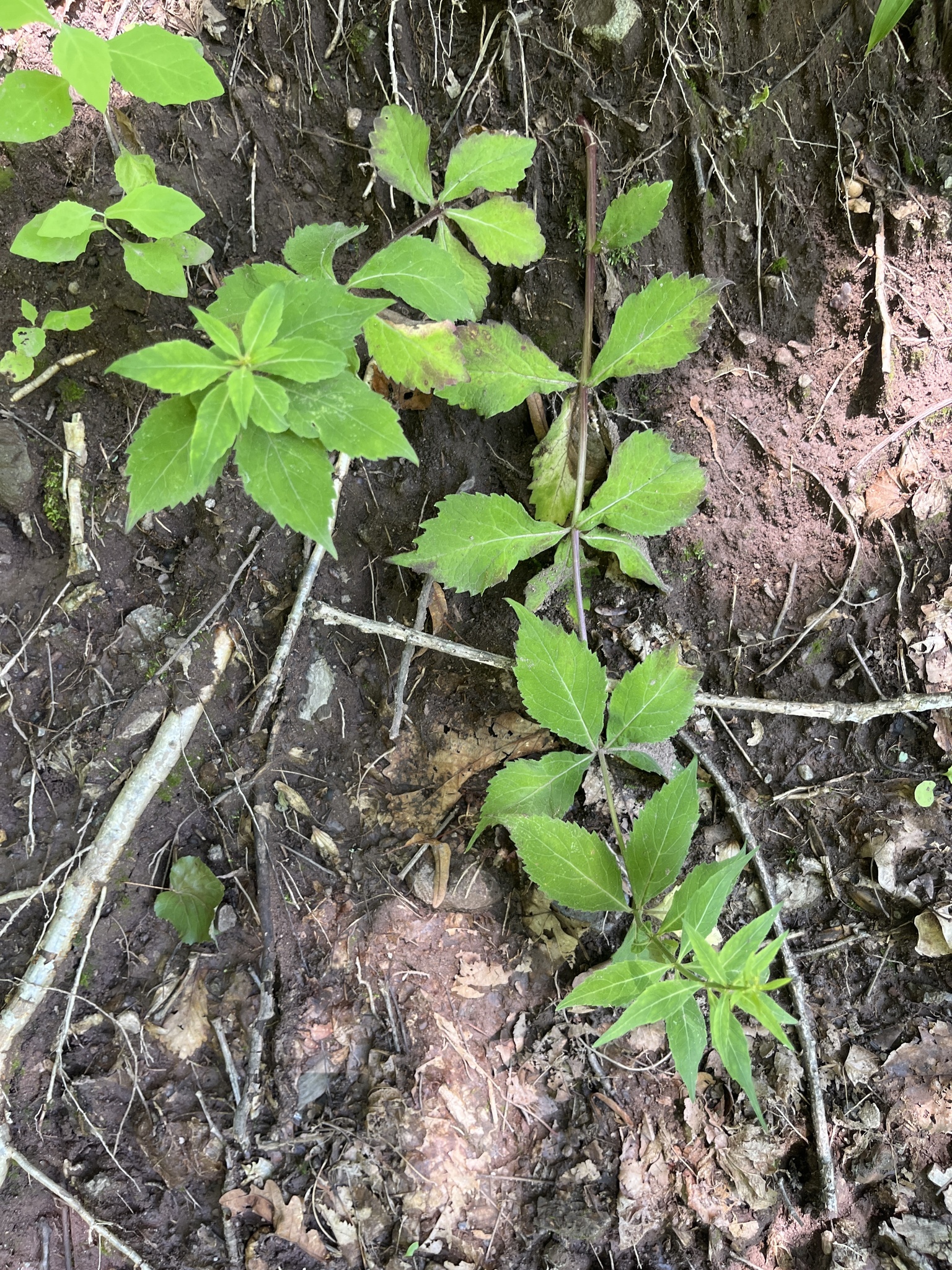 Spreading-Branch Ladybell (Adenophora divaricata)