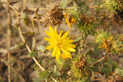 Grindelia squarrosa