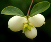 Garden Snowberry - Photo (c) James Gaither, some rights reserved (CC BY-NC-ND)