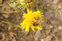 Bombus