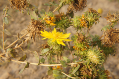 Grindelia squarrosa