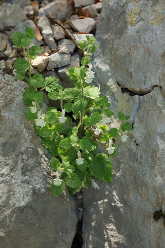 Stachys corsica, photograph 6