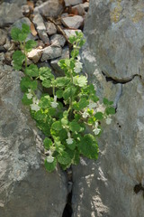 Stachys corsica, photograph (c) Fabian Brambach, some rights reserved (CC BY)
