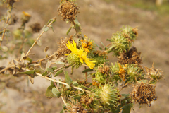 Grindelia squarrosa