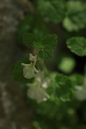 Stachys corsica, photograph 5