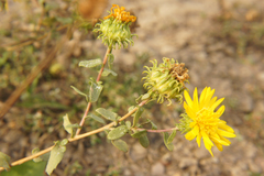 Grindelia squarrosa