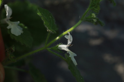 Stachys corsica, photograph 4