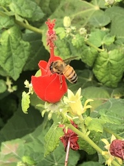 Apis mellifera