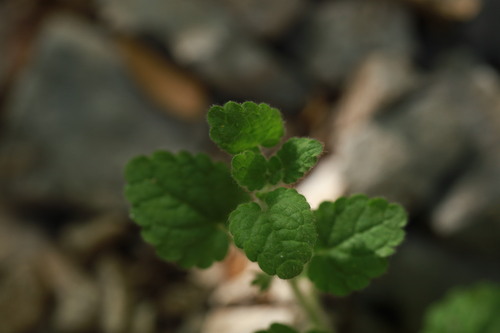 Stachys corsica, photograph 3