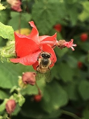 Apis mellifera
