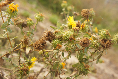 Grindelia squarrosa