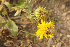 Grindelia squarrosa