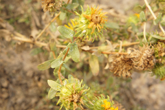 Grindelia squarrosa