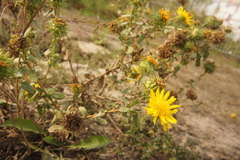 Grindelia squarrosa