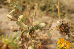 Grindelia squarrosa