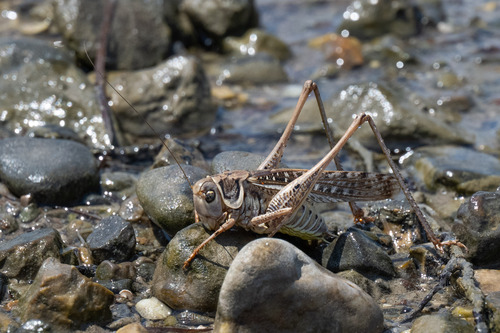 White-faced Bush-cricket, סטראה אלדה, יוון, photo 10 of 10