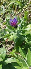 Centaurea mollis