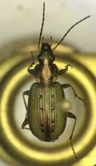 Agonum octopunctatum
