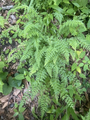 Wilford’s hayscented fern (Dennstaedtia wilfordii)
