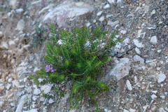 Erica terminalis, photograph (c) Fabian Brambach, some rights reserved (CC BY)