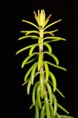 Erica terminalis, photograph 3