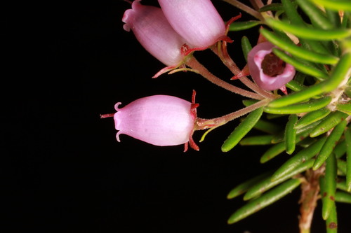 Erica terminalis, photograph 1