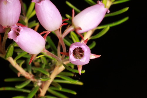 Erica terminalis, photograph 2