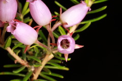 Erica terminalis, photograph (c) Fabian Brambach, some rights reserved (CC BY)