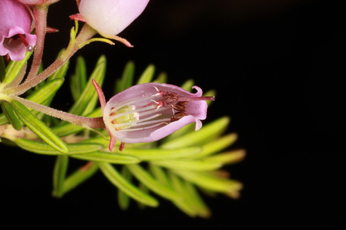 Erica terminalis, photograph 5