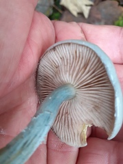 Stropharia pseudocyanea