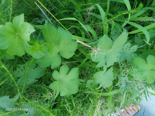 Japanese Hops