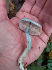 Stropharia pseudocyanea