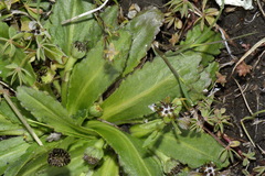 Solenogyne dominii
