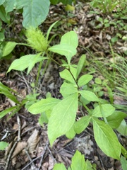 Schmalkronige Spargelwurzel (Atractylodes lancea)