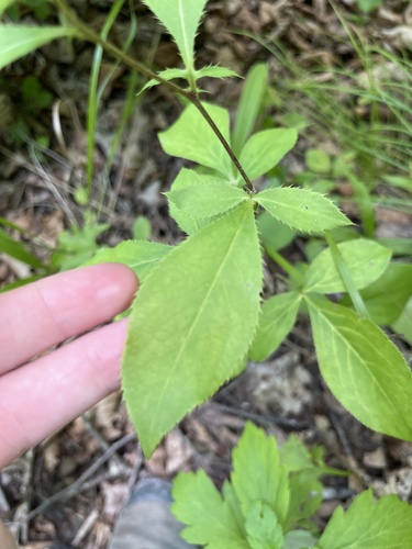 Atractylodes lancea, photograph 6