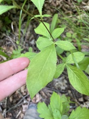 Atractylodes lancea, photograph author not stated, no rights reserved