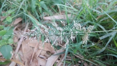 Eragrostis amabilis