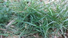 Eragrostis amabilis