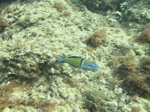 Thalassoma pavo
