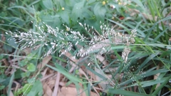 Eragrostis amabilis