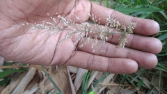 Eragrostis amabilis