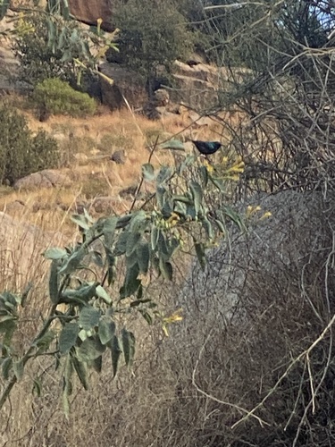 Palestine Sunbird