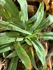Careyanae